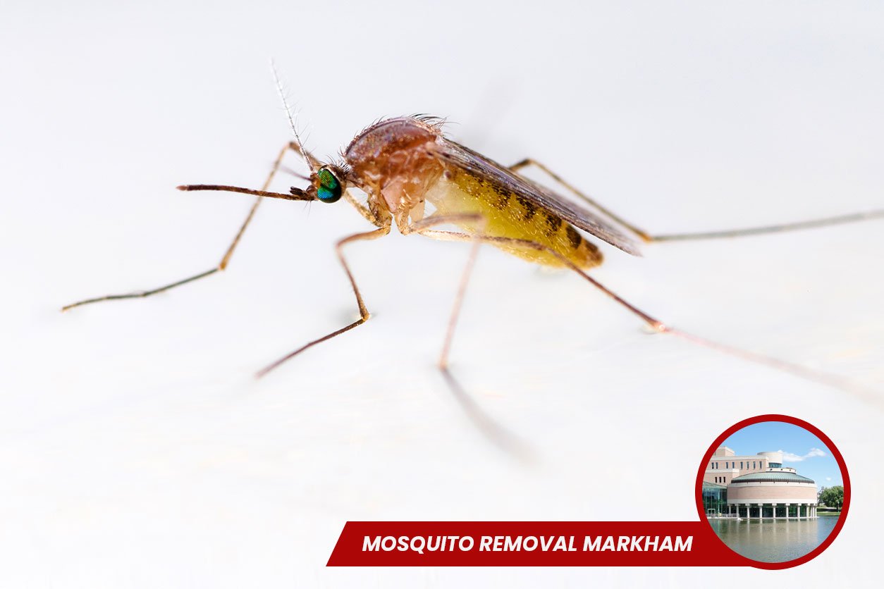 Mosquito-Removal-Markham