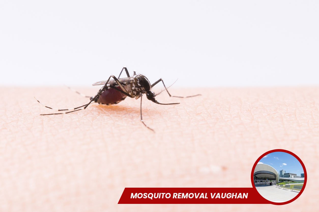 Mosquito-Removal-Vaughan