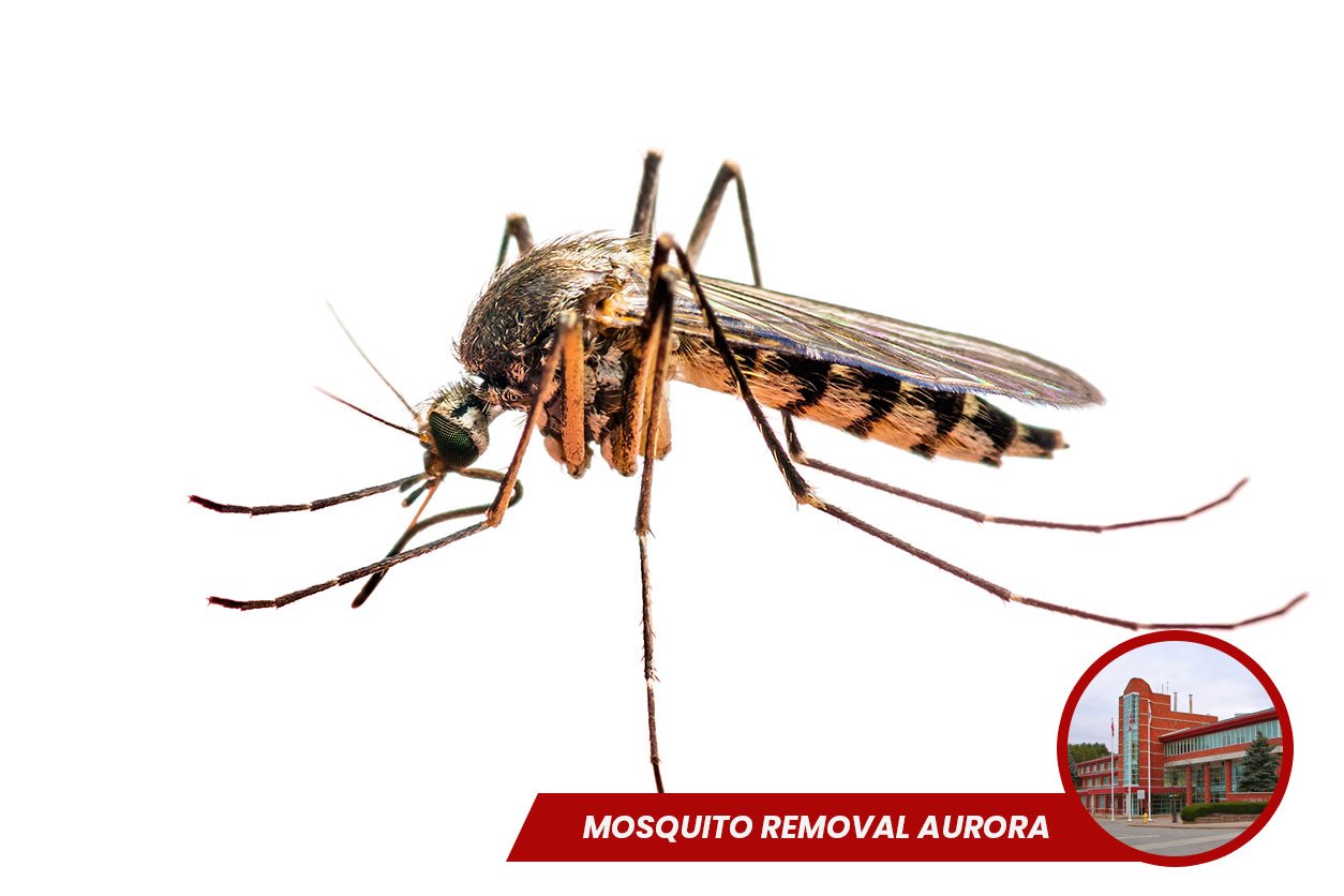 Mosquito-Removal-aurora