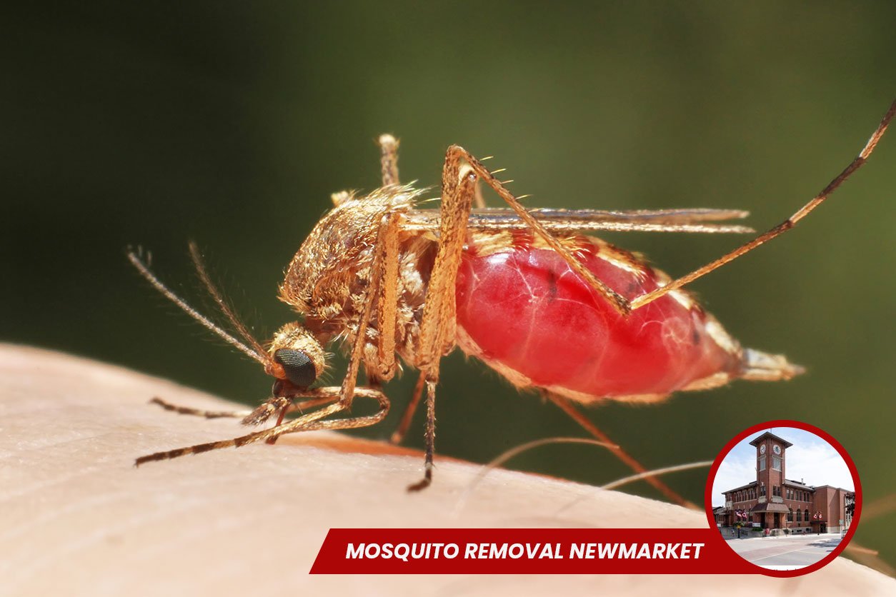 Mosquito-Removal-in-Newmarket