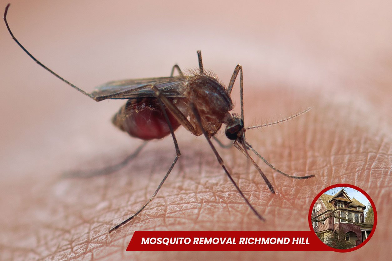 Mosquito-Removal-in-Richmond-Hill