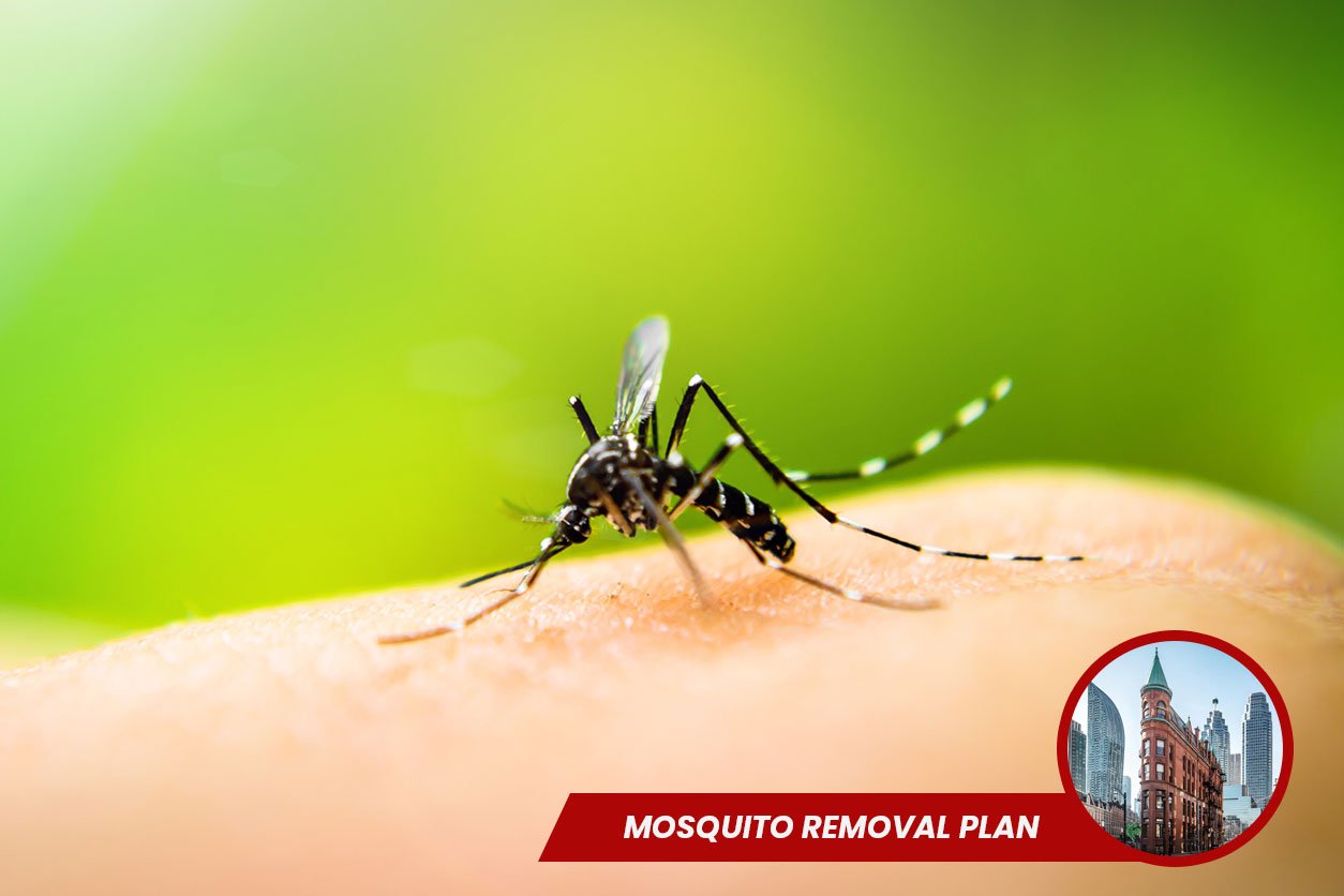 Mosquito-Removal-in-Toronto