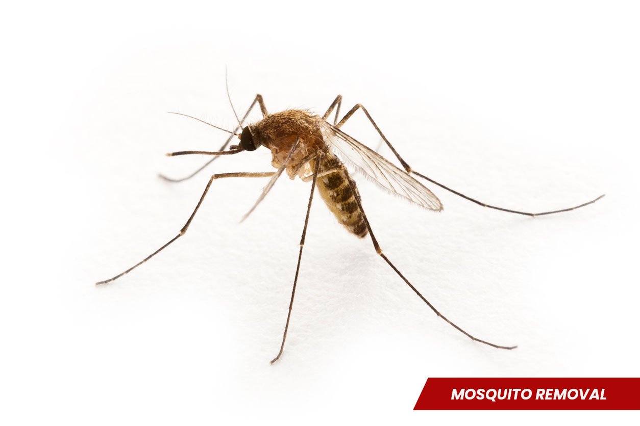 Mosquito-Removal
