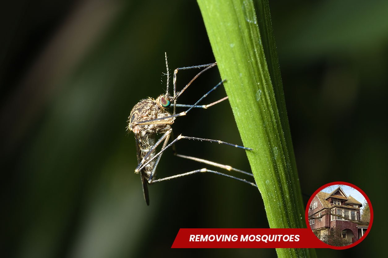 Removing-Mosquitoes-from-Your-Space