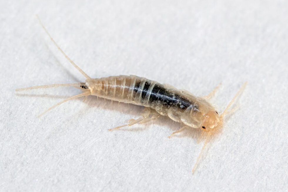 Silverfish Removal - Pest & Wildlife Removal Toronto | Icon Pest