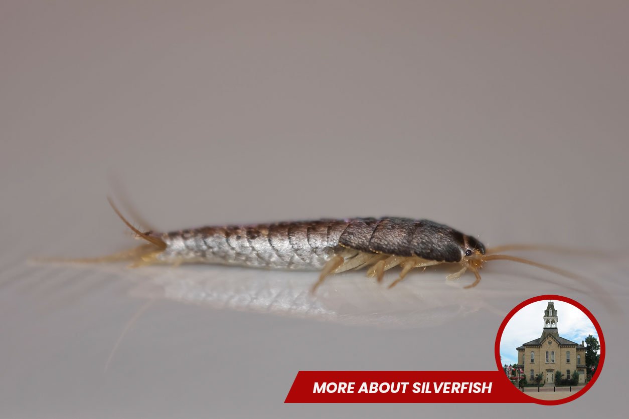 Silverfish-Removal-newmarket