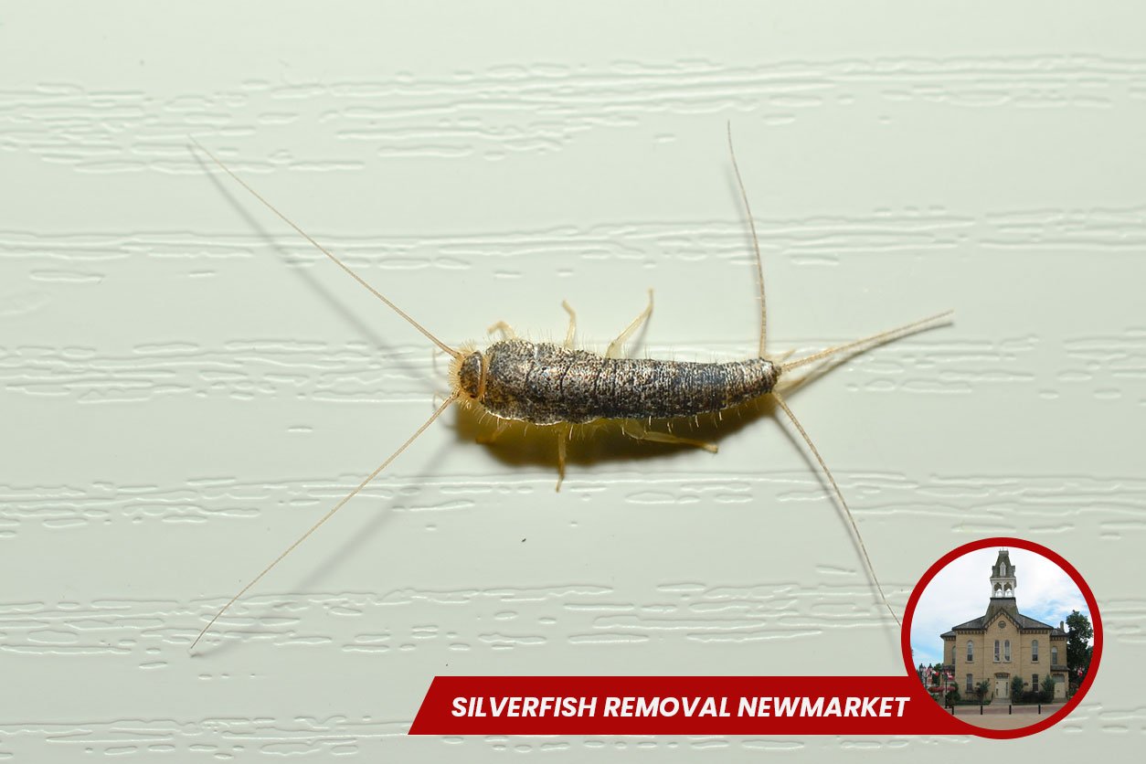 Silverfish-Removal-newmarket