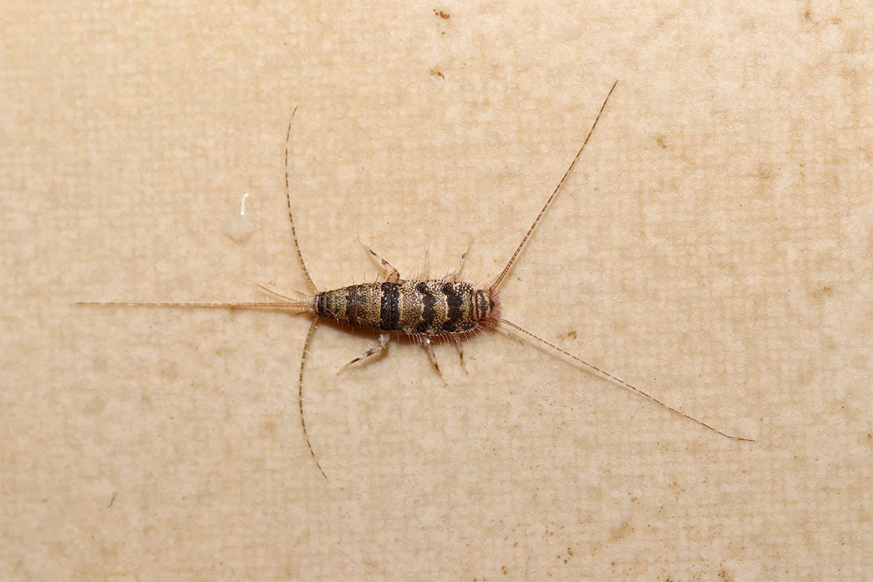 Silverfish-Removal-vaughan