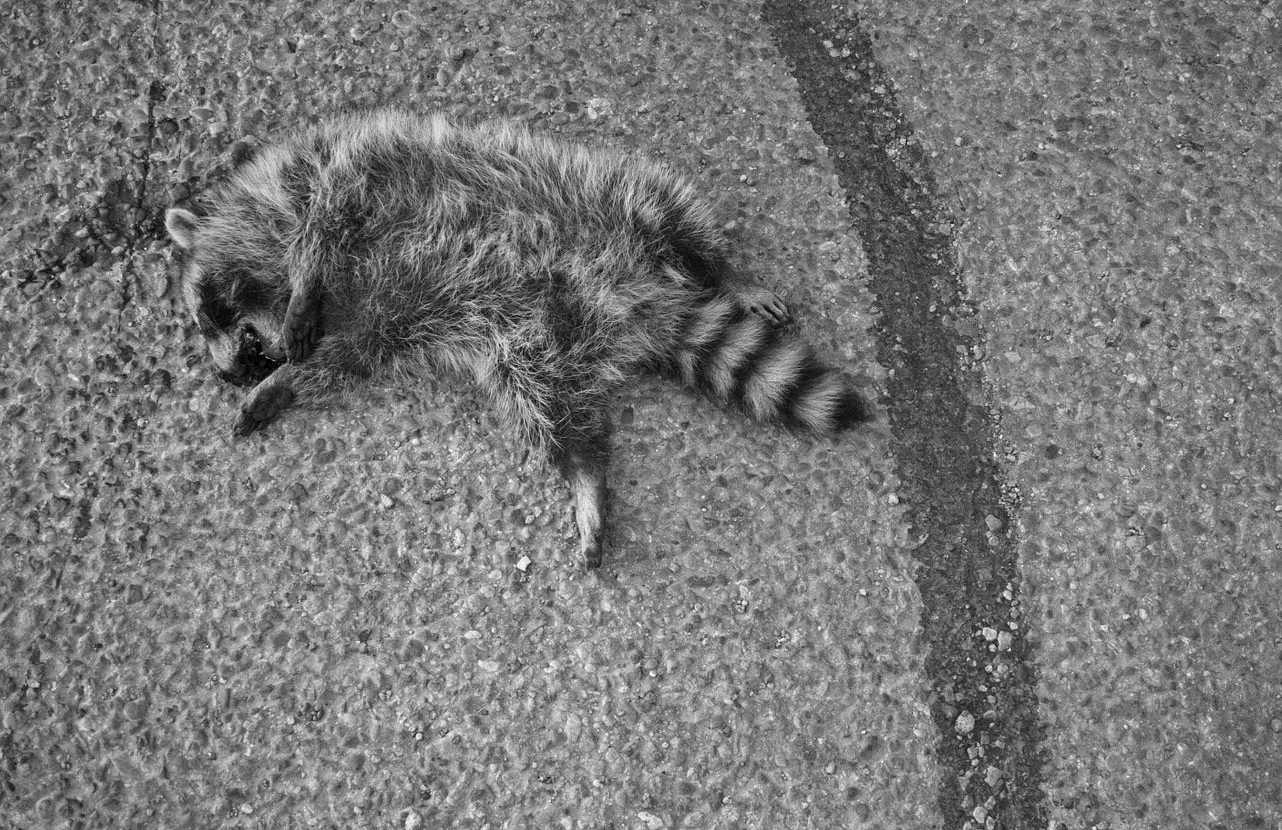 Dead Animal Removal in Ajax