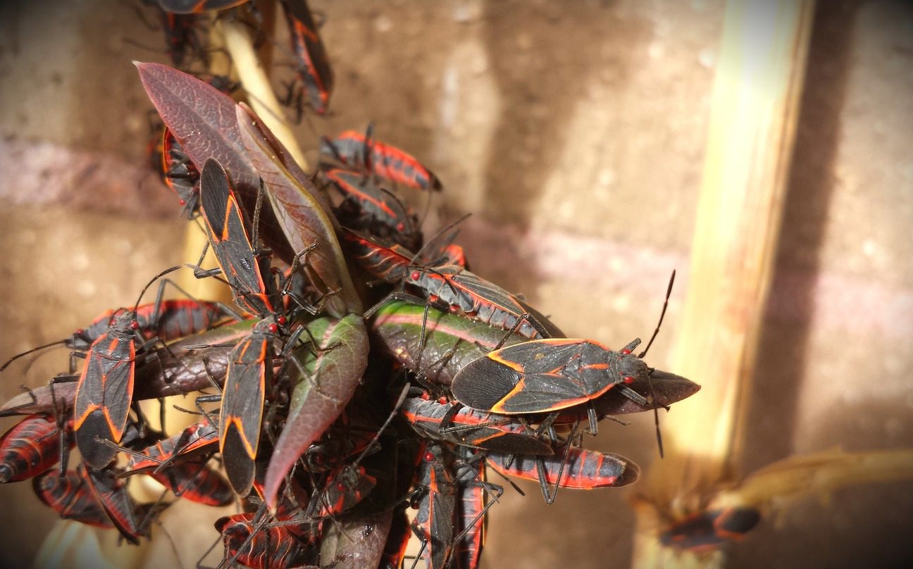 What Do Boxelder Bugs Eat