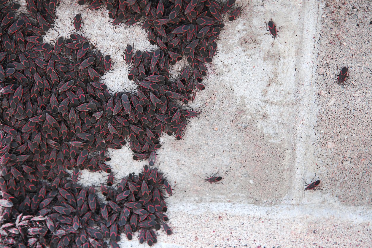 Where Boxelder Bugs Can be Found Outside and Inside Your Property