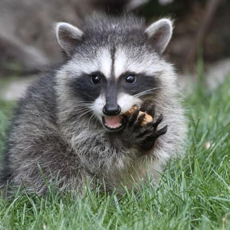 Raccoon-Removal