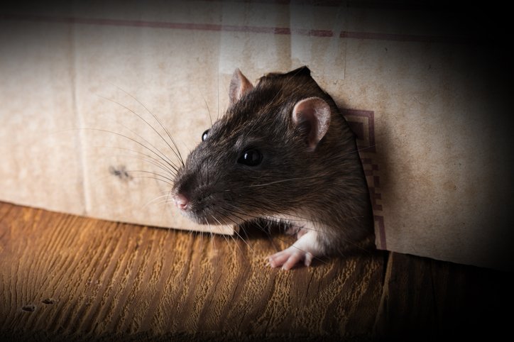 Common Signs of Need for Rat Removal in Brampton