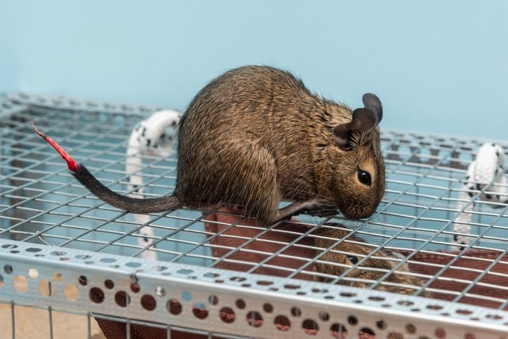 Damage Rats Can Cause Without Proper Rat Removal in Richmond Hill