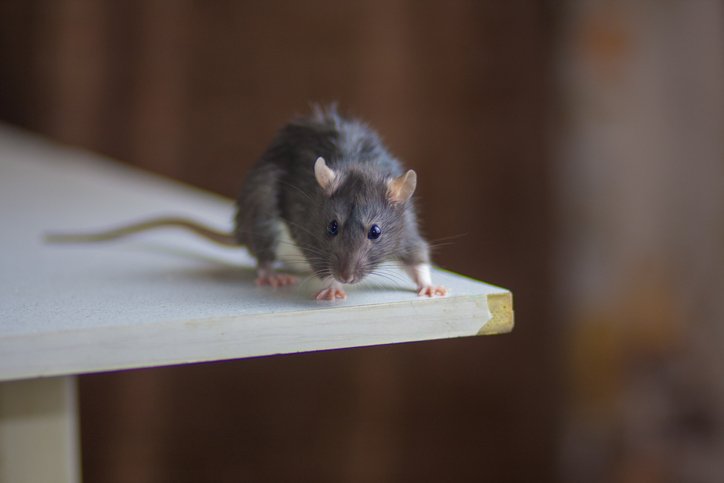 Disinfecting After Your Rat Removal in Mississauga