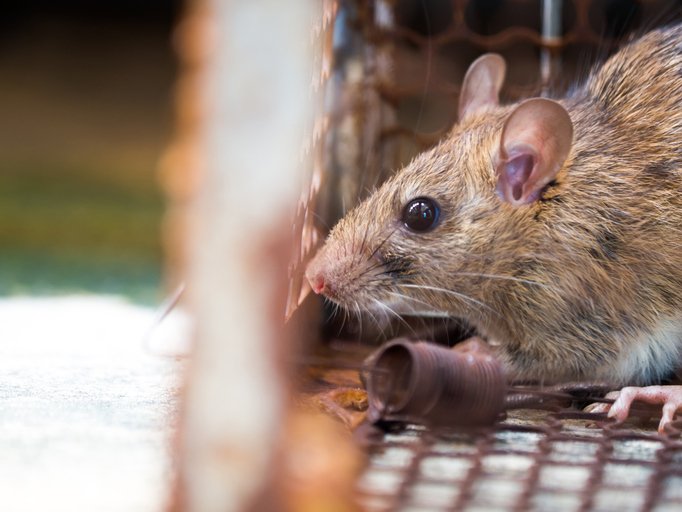 Do Rats Spread Diseases?