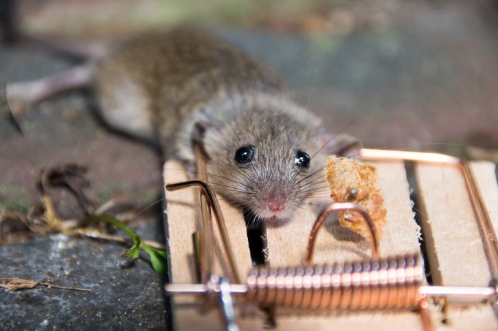 How We Handle Rat Removal in Woodbridge