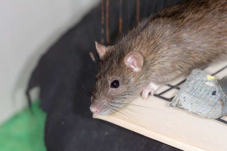 How to Prepare for Your Rat Removal in Brampton