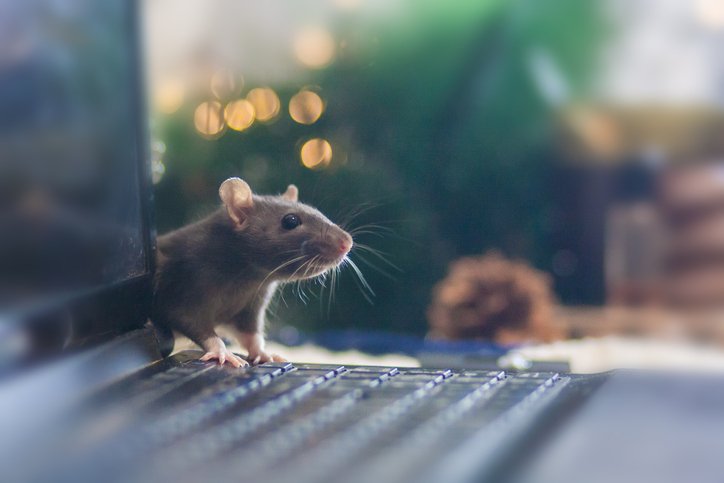 How to Prevent Reinfestation After Rat Removal in Woodbridge