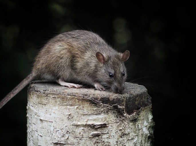 Most Common Time for Rat Removal in Scarborough
