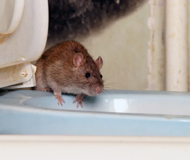 Prepare for Your Rat Removal in Markham