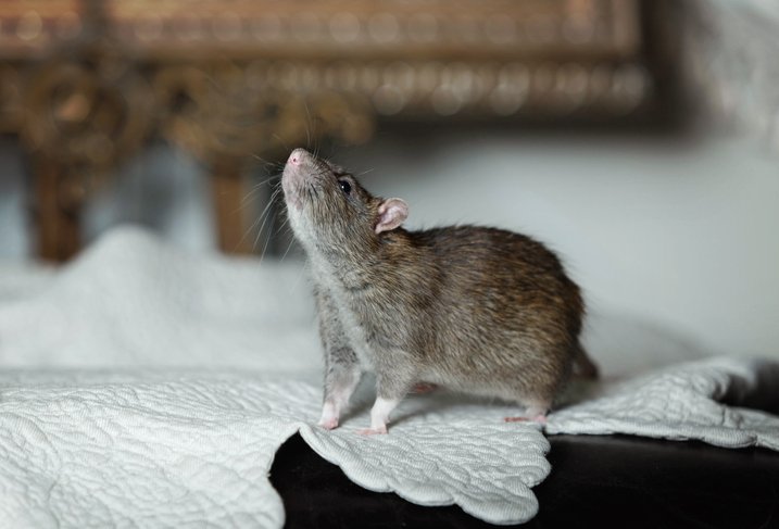 Prevent Reinfestation After Rat Removal in Mississauga