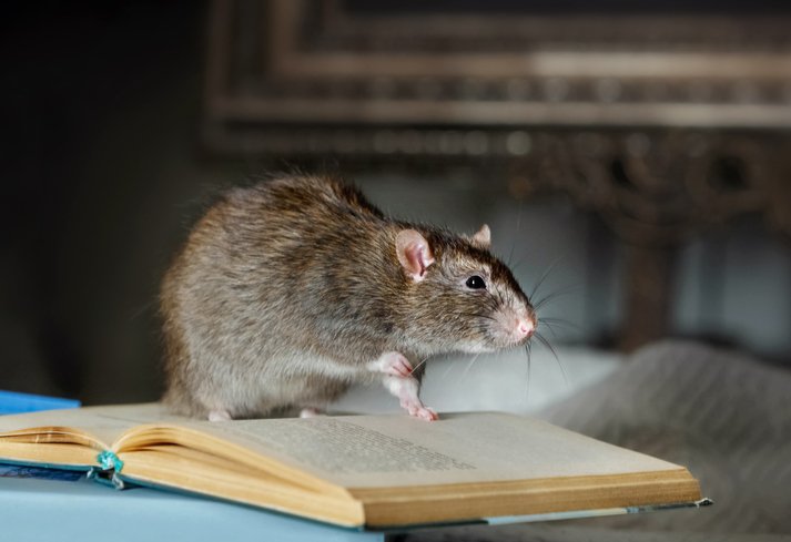 Properly Cleanse Your Space After Rat Removal in Markham
