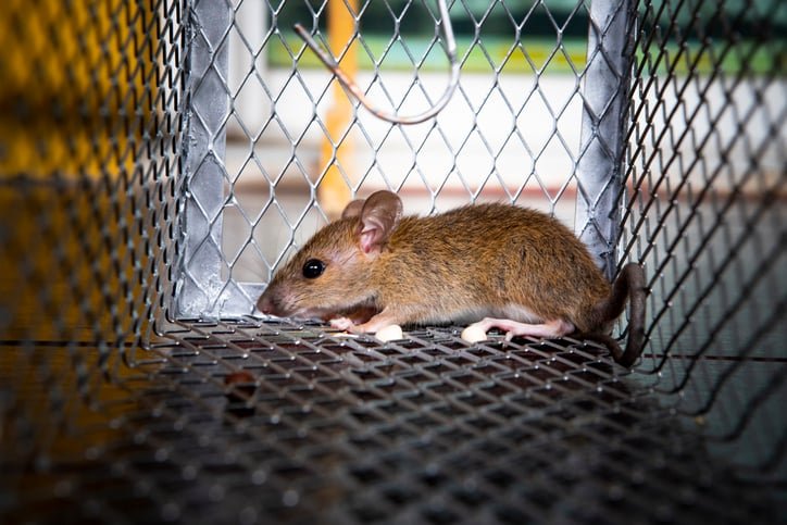 Rat Infestation Can Cost You Big Without Proper Rat Removal in Toronto