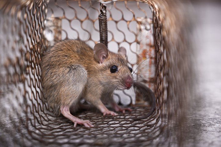 Rat Removal in Toronto
