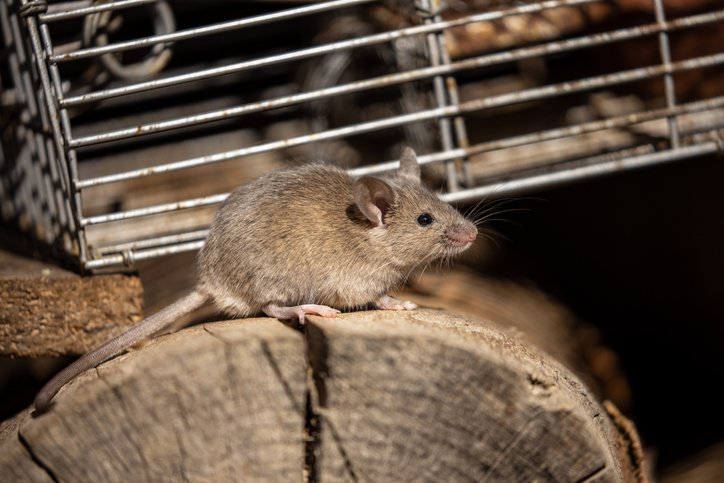 Rat Removal in Woodbridge