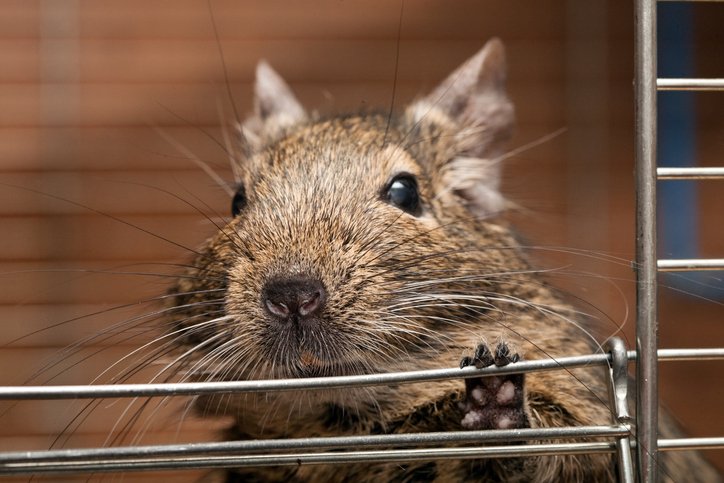 What Customers Say About Icon Pest’s Rat Removal in Pickering