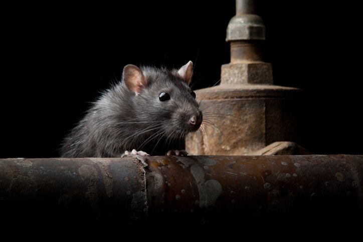 Where Might You Require Rat Removal in Newmarket