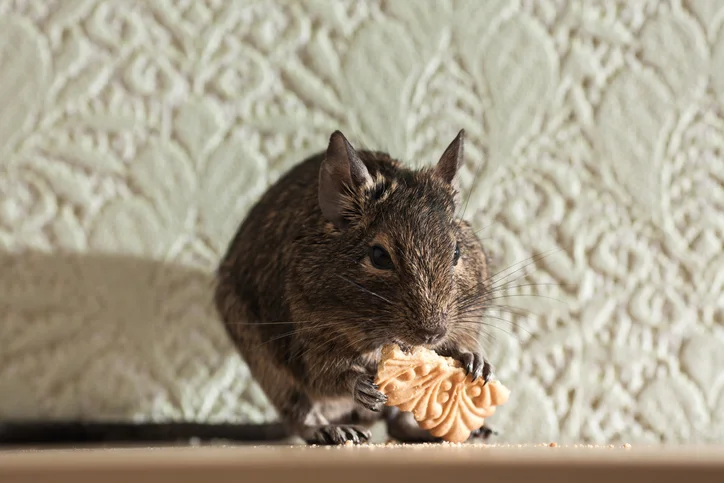 Why DIY Rat Removal in Oakville is a Bad Idea