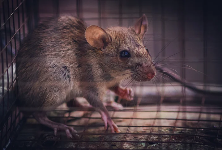 Why Do Rats Enter Homes, Requiring Rat Removal in Ajax
