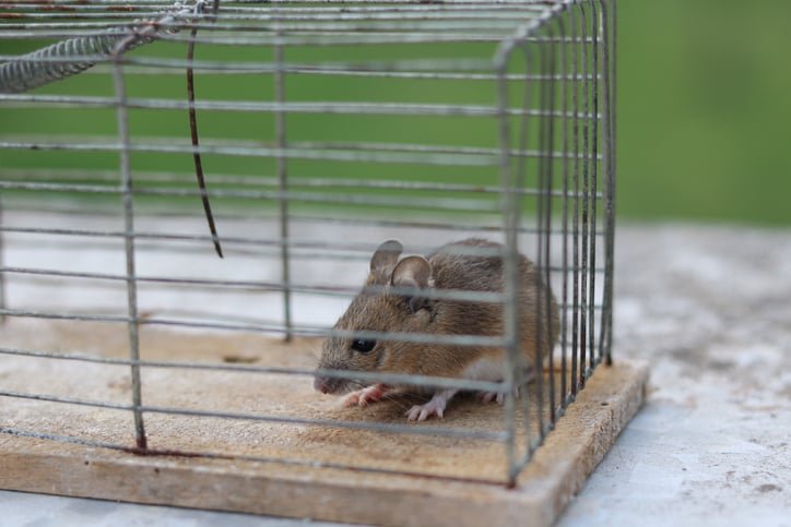 Why Rat Removal in Toronto is Better Than Extermination