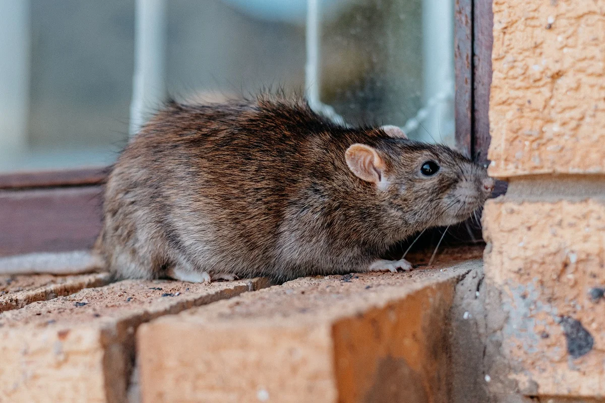 Rat Removal in Toronto