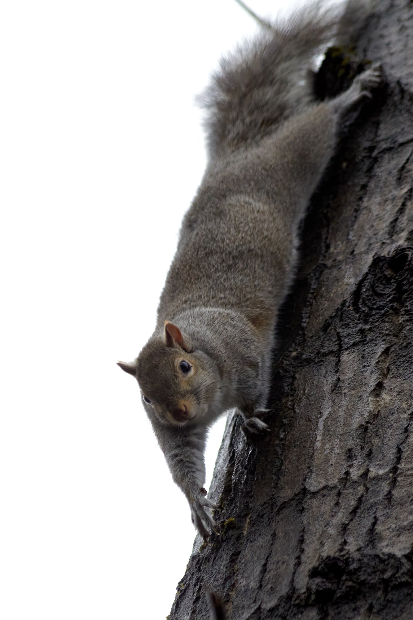 Squirrels Removal in Toronto