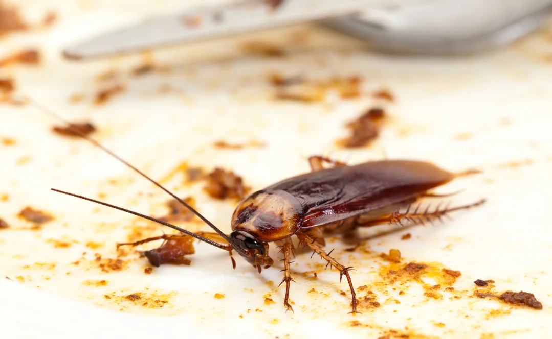 Cockroach control Toronto - Icon Pest