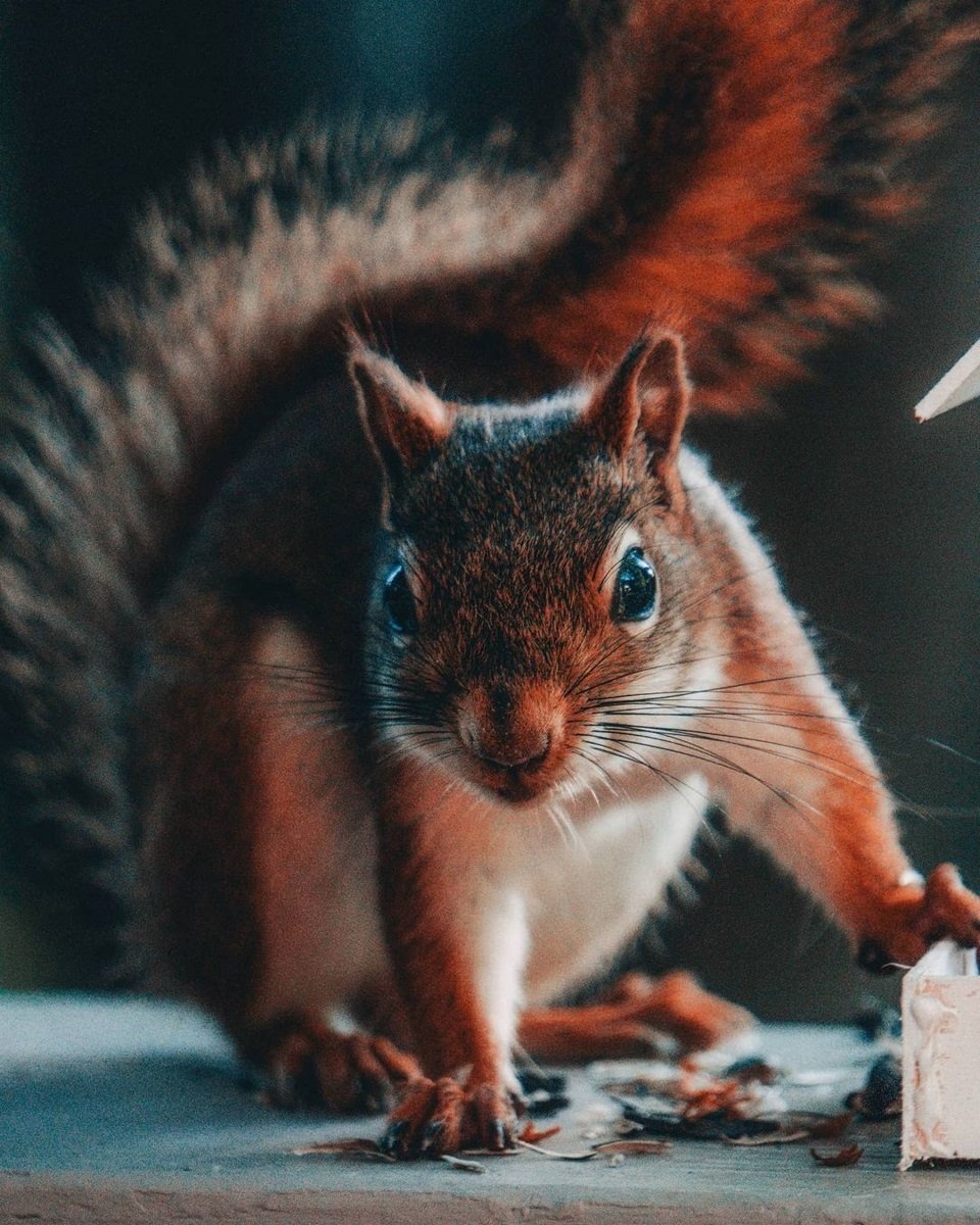 Brampton Squirrel Removal - Icon Pest