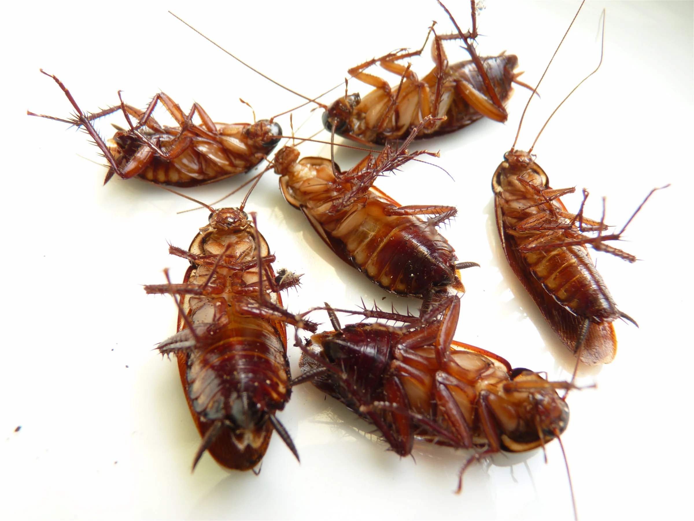 Cockroach control Scarborough