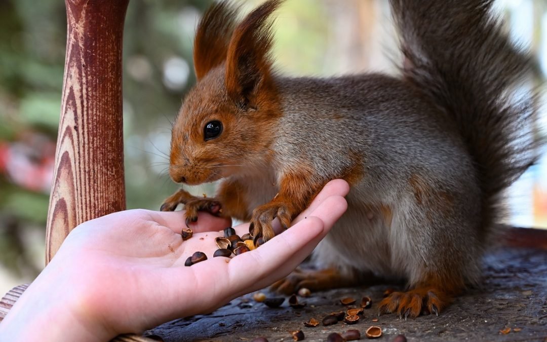New Toronto Bylaw Prohibits the Feeding of Wildlife on Public or Private Property