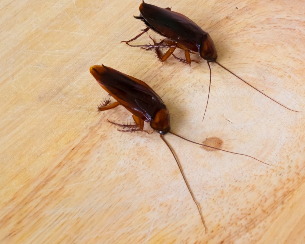 Cockroach control Richmond Hill