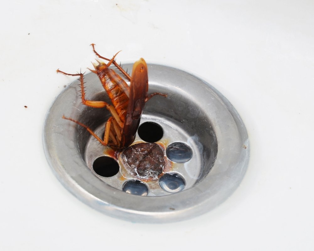 Cockroach Removal Newmarket