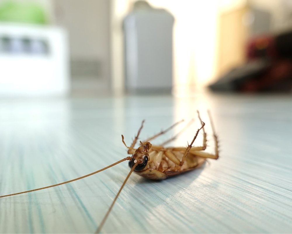 Cockroach Removal Newmarket
