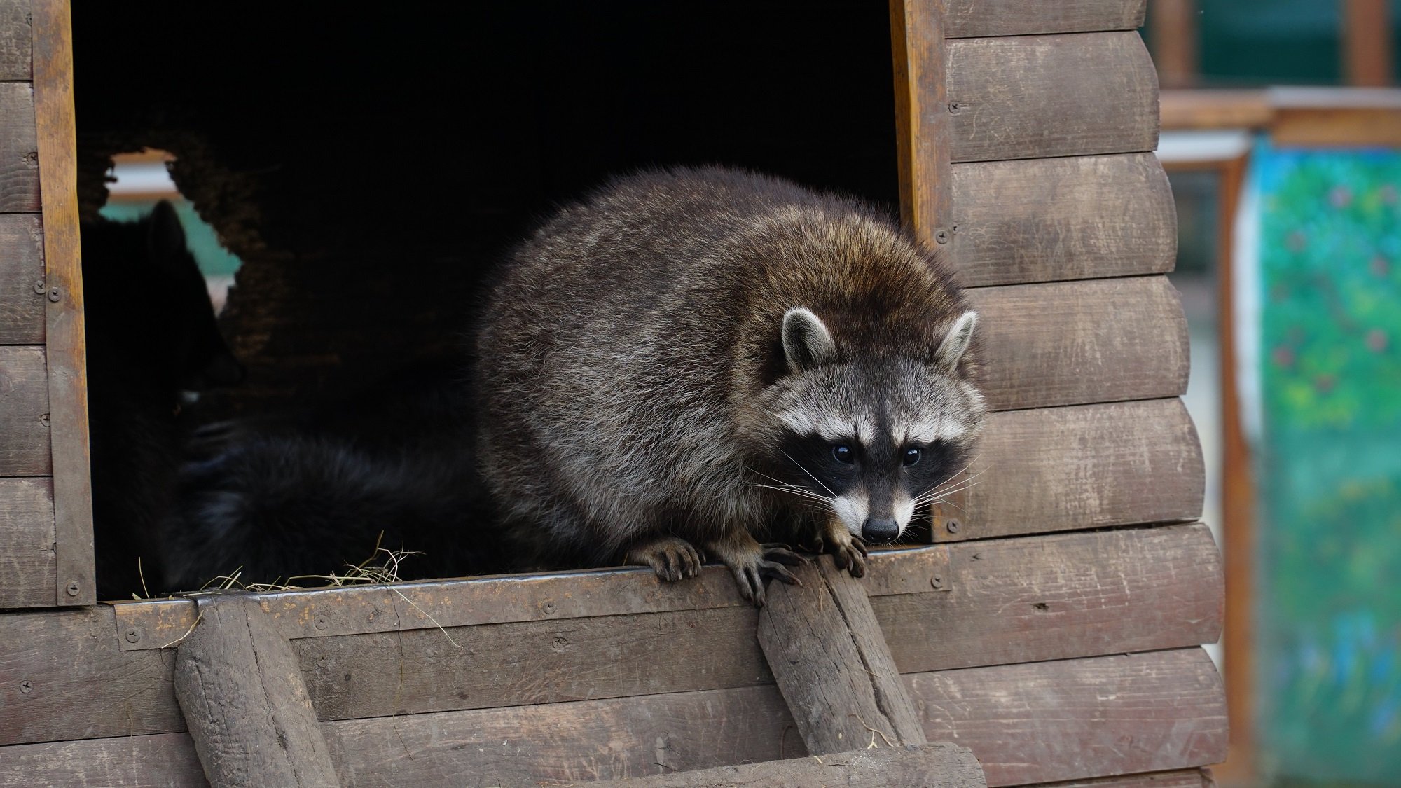 Raccoon Exclusion