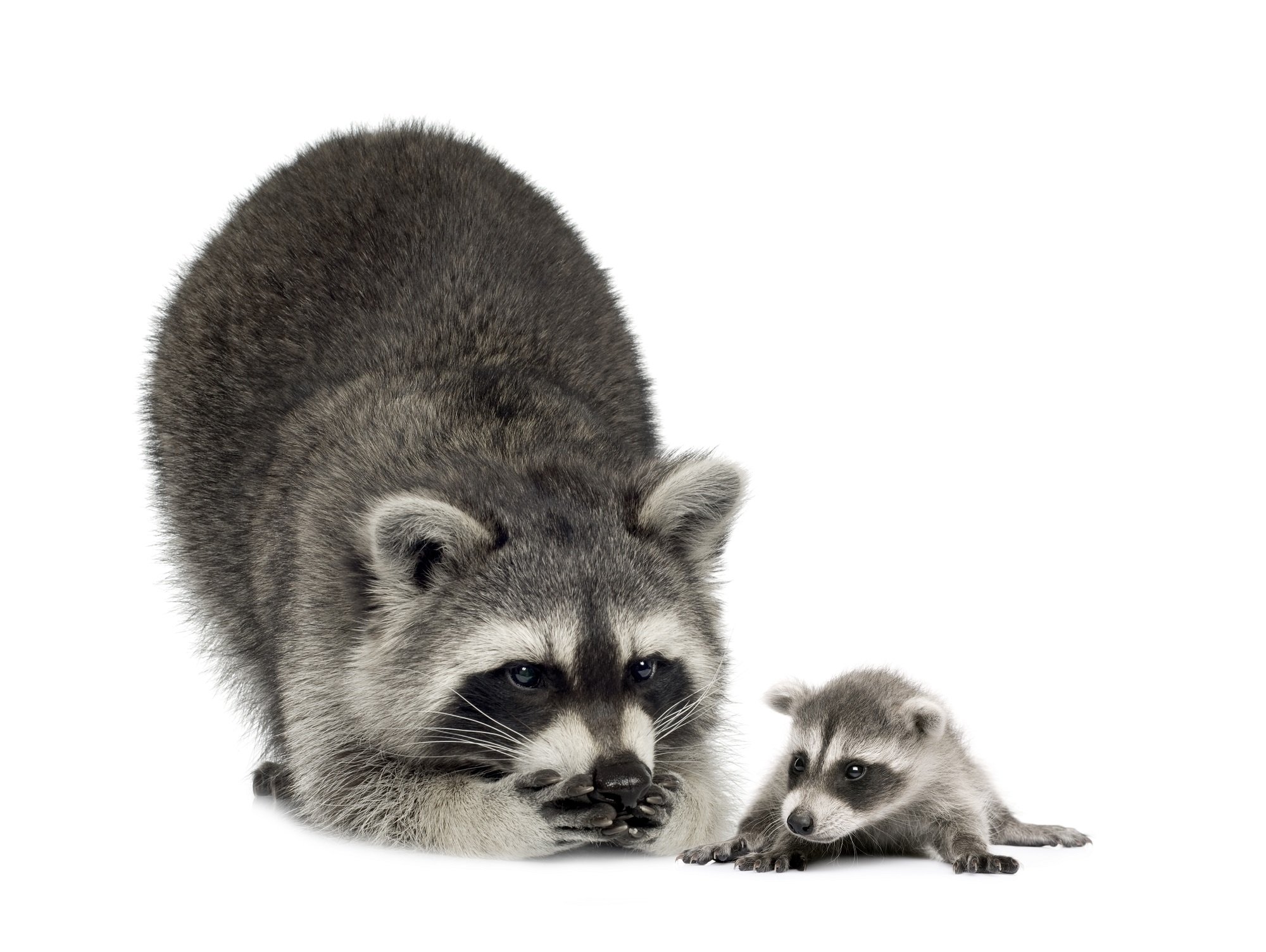 Juvenile Raccoons