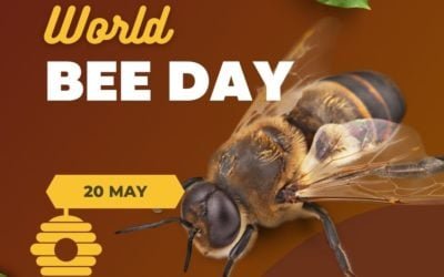 World Bee Day and the Importance of Pollinators Worldwide