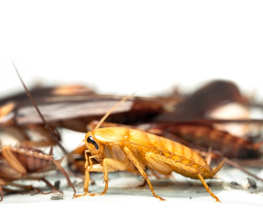 Cockroach Removal