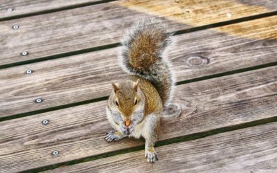 The Case for Deck Exclusion: How Do Squirrels Gain Access and What Attracts Them?