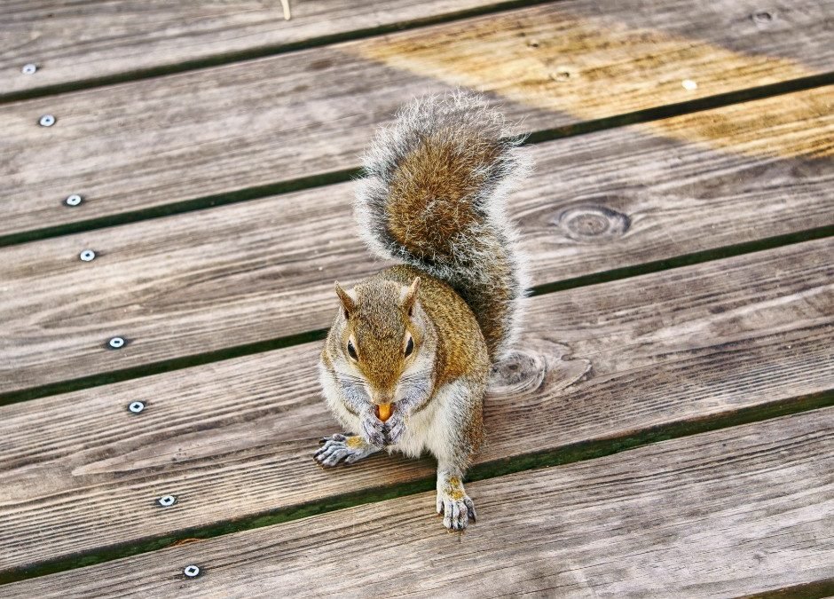 Deck Exclusion Preventing Squirrel